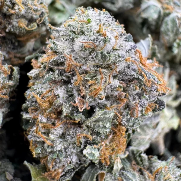 Pink Tuna Popcorn Macro