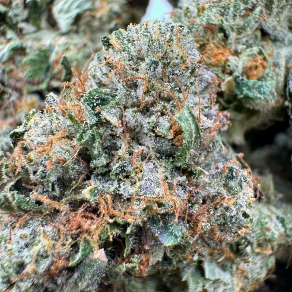 Pre 98 Bubba Mediums Macro