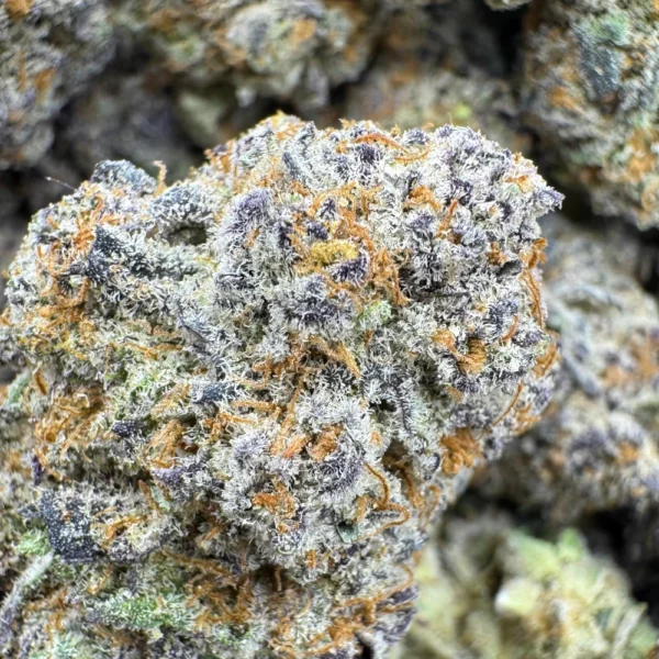 Purple Gelato Macro