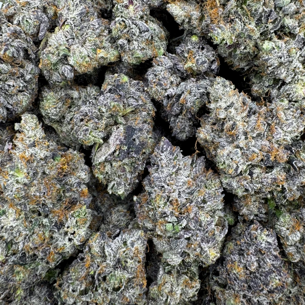 Knockout Pink *BULK*