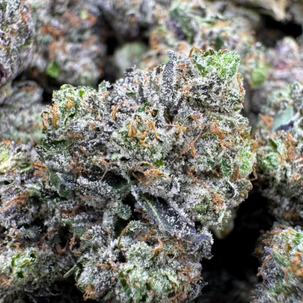 LSO East Van Rockstar Mediums Macro