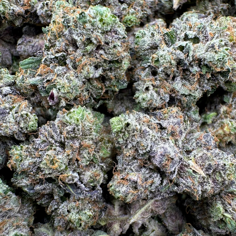 LSO East Van Rockstar Mediums