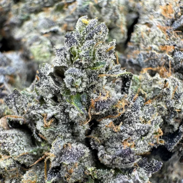 Pink Rockstar Macro