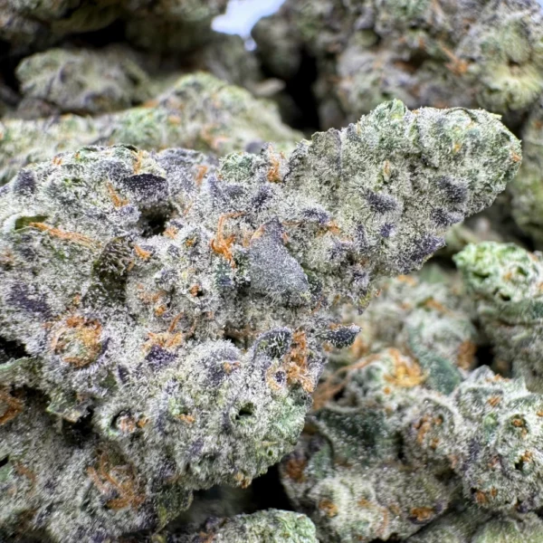 White Widow Macro