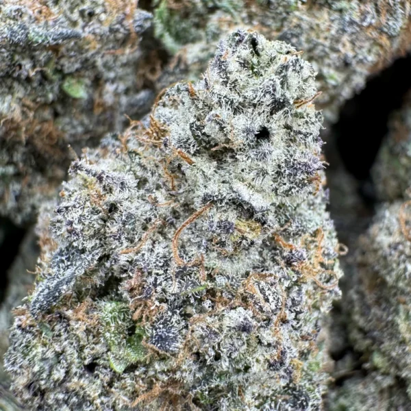 BBK Macro BBK Macro