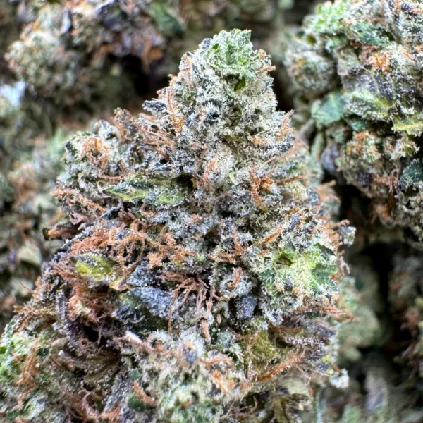 Black Gas Macro