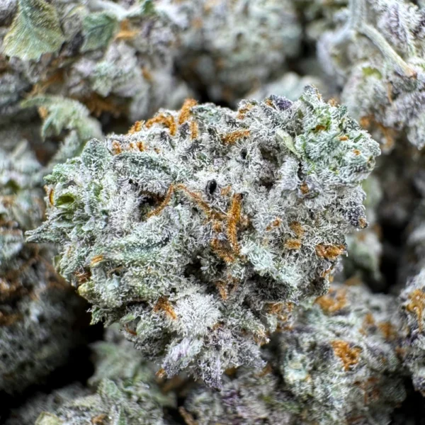 Gorilla Glue 4 Popcorn Macro