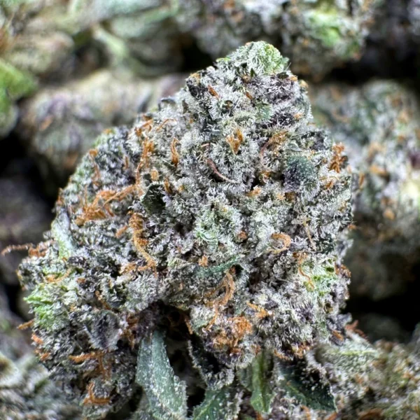 LSO Pink Rockstar Mediums Macro